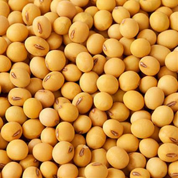 Soybean GMO #2